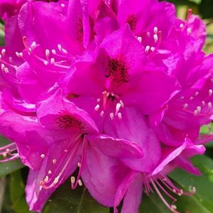 Meet your Posher, Lourdes